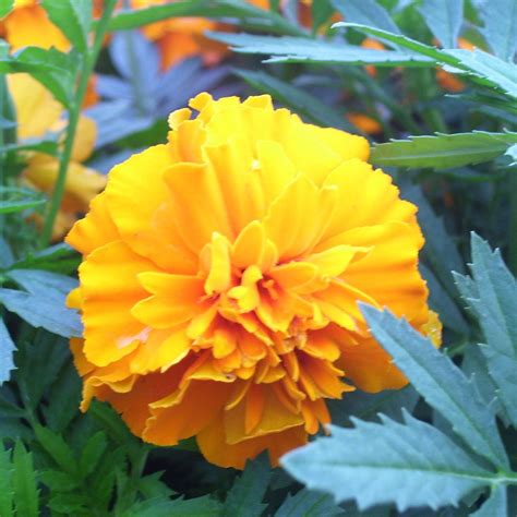 The Magic of Marigold Tea: A Natural Remedy with Many Benefits